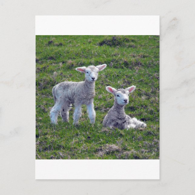 New Zealand Lambs Postcard (Front)
