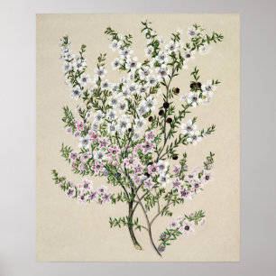 New Zealand Manuka Flower (Leptospermum Scoparium) Poster