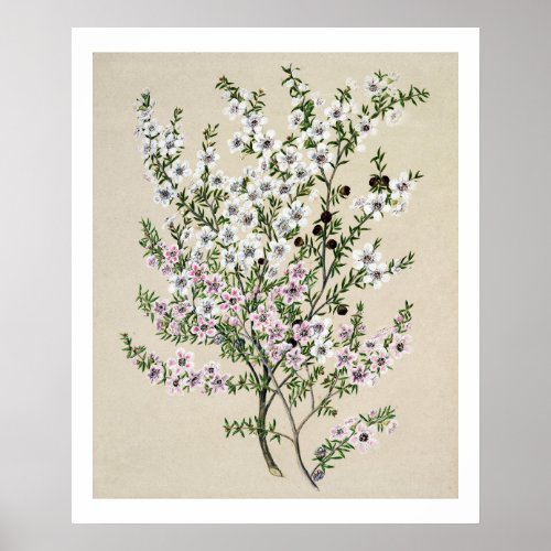 New Zealand Manuka Flower Leptospermum Scoparium Poster