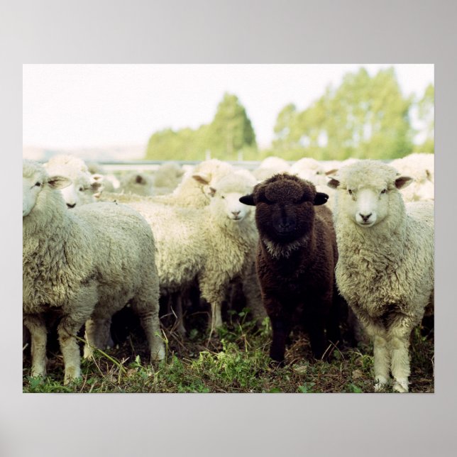 New Zealand Poster (Front)