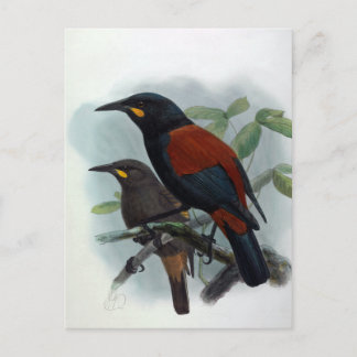 New Zealand  Saddleback Vintage Bird Illustration Postcard