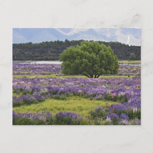 New Zealand South Island Blooming lupine and Postcard