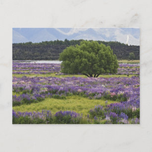 New Zealand, South Island. Blooming lupine and Postcard