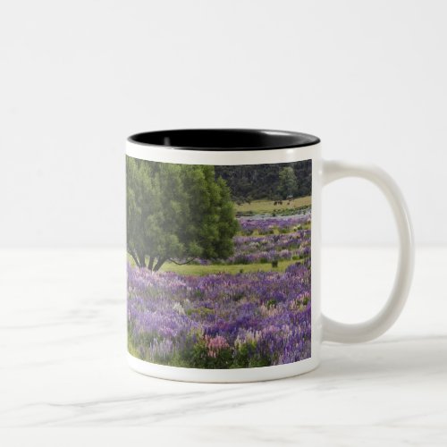 New Zealand South Island Blooming lupine and Two_Tone Coffee Mug