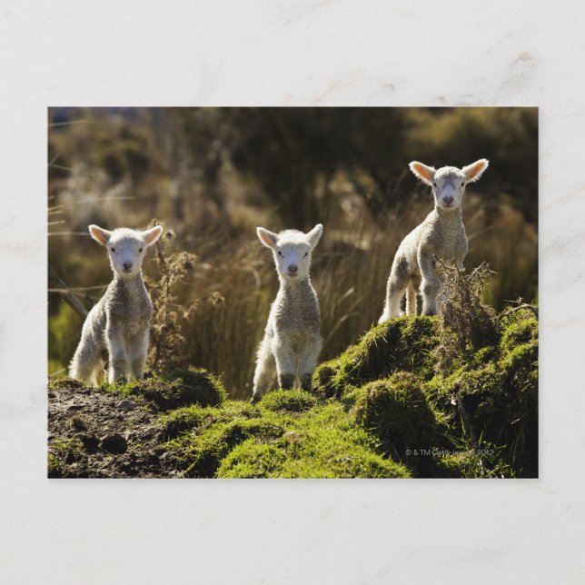 New Zealand, South Island, Fiordland National Postcard (Front)