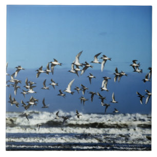 New Zealand, South Island, seagulls flying over Tile