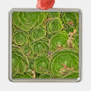 New Zealand, South Island. Succulent. Metal Ornament