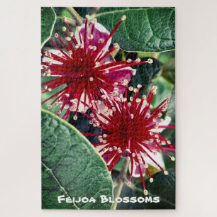 New Zealand Spring Red Blooming Feijoa Fruit Tree Jigsaw Puzzle