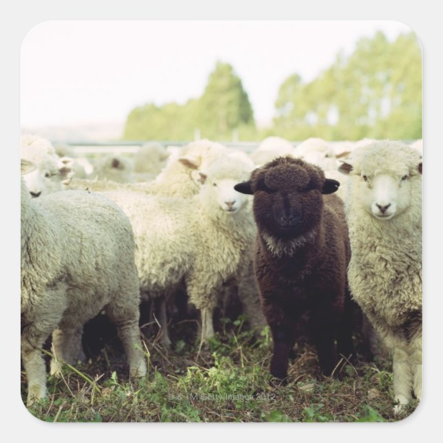 New Zealand Square Sticker (Front)