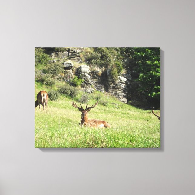 New Zealand Stags Canvas Print (Front)
