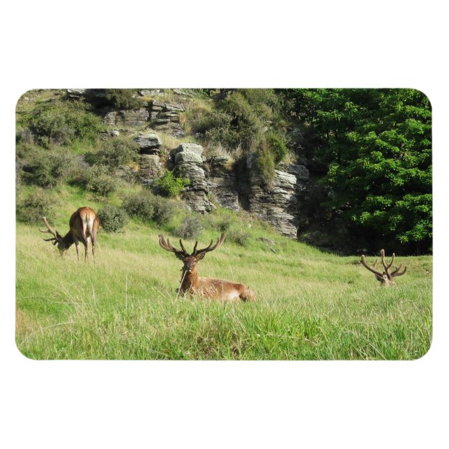 New Zealand Stags Magnet (Horizontal)