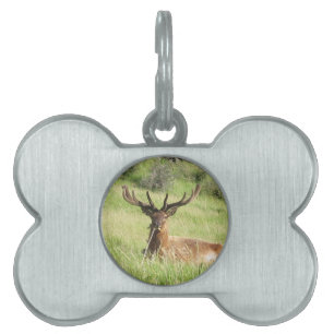 New Zealand Stags Pet Tag