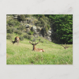New Zealand Stags Postcard