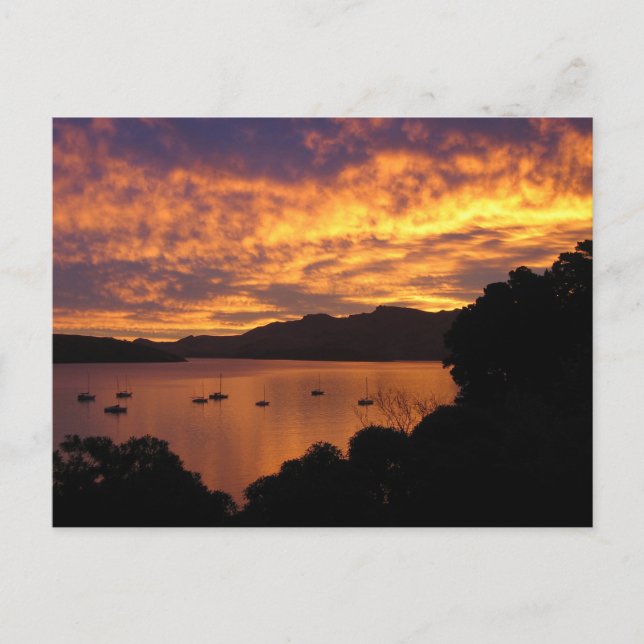New Zealand Sunset Postcard (Front)