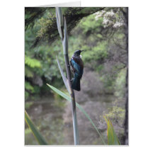New Zealand Tui