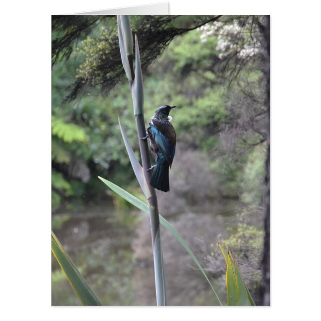 New Zealand Tui Card (Front)