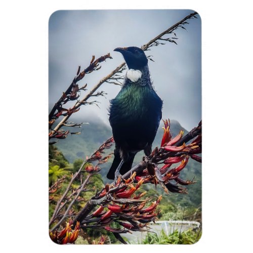 New Zealand Tui _ Photography on Magnet