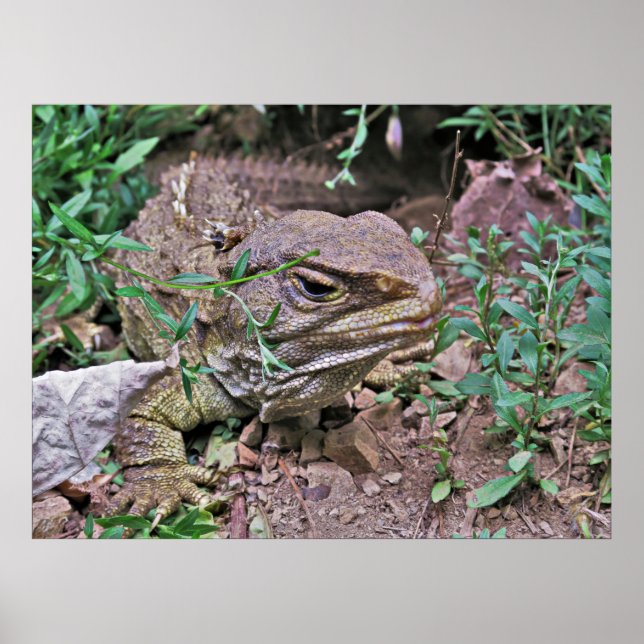 New Zealand's Lizard: Tuatara Poster (Front)