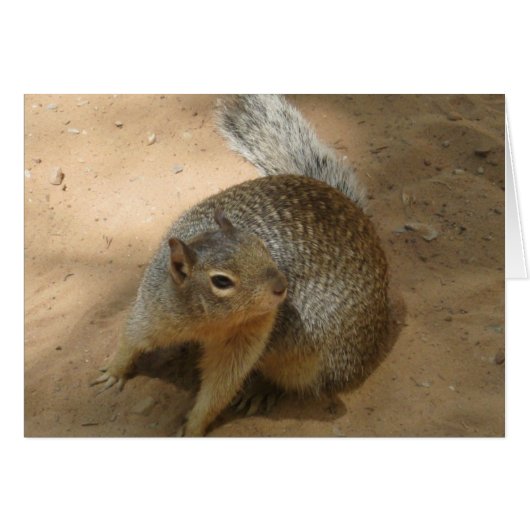 ~New Zion FuZzY GuY~ Cards (Front Horizontal)