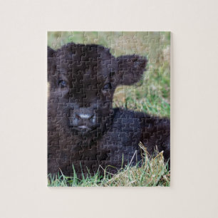 Newborn black scottish highlander calf lying jigsaw puzzle