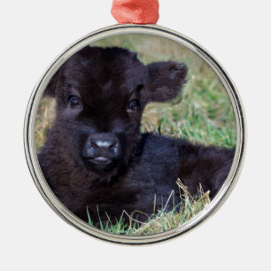 Newborn black scottish highlander calf lying metal ornament