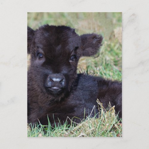 Newborn black scottish highlander calf lying postcard