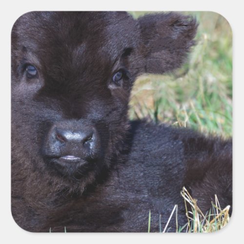 Newborn black scottish highlander calf lying square sticker