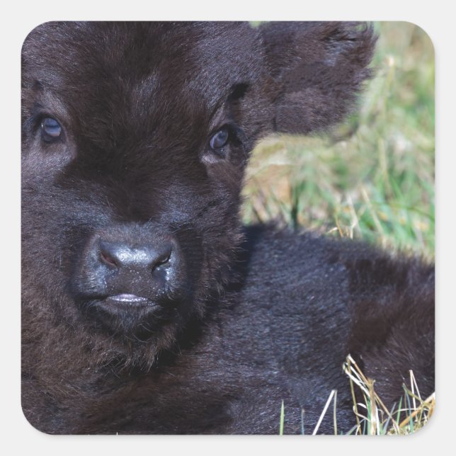 Newborn black scottish highlander calf lying square sticker (Front)