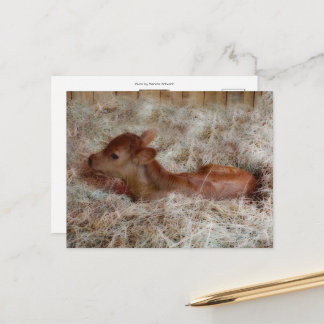 Newborn calf in the straw, custom postcard