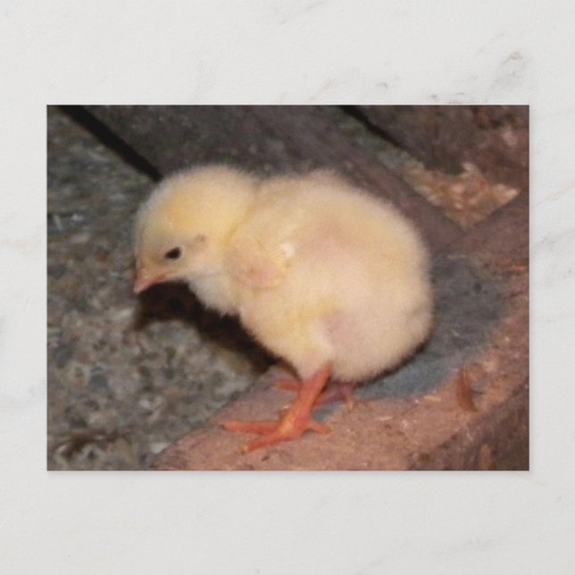Newborn Chick Postcard (Front)