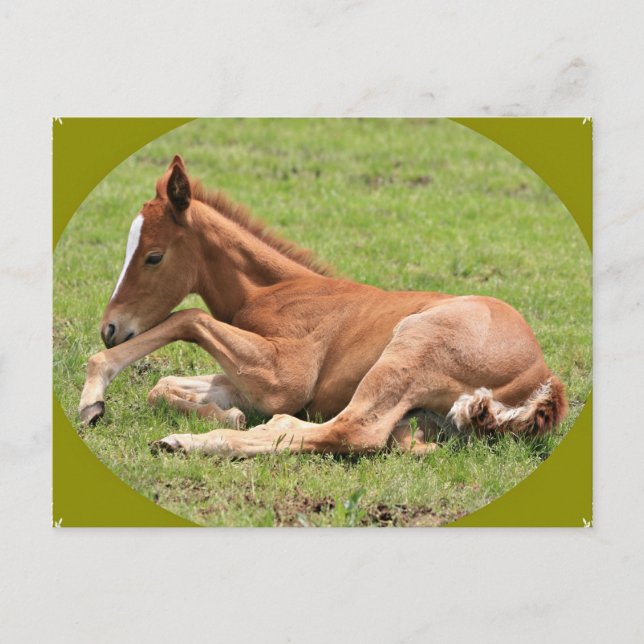 Newborn Colt Postcard (Front)