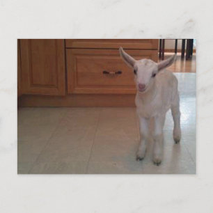 Newborn Doelings Postcard