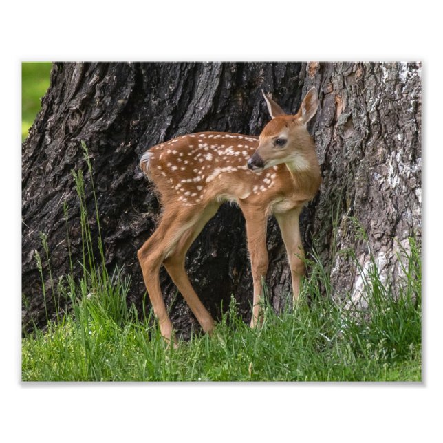 Newborn Fawn Photo Print (Front)