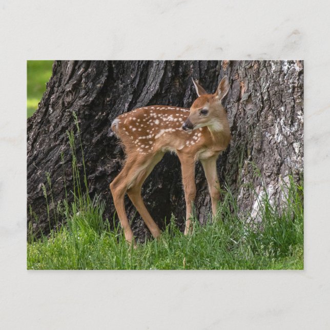 Newborn Fawn Postcard (Front)