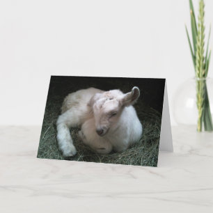 Newborn goat kid greeting card