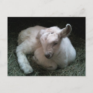 Newborn goat kid postcard
