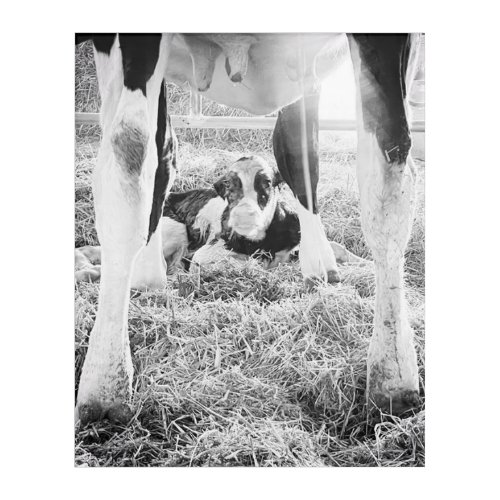 Newborn Holstein Calf Acrylic Print