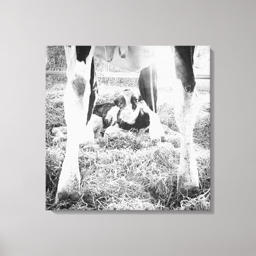 Newborn Holstein Calf Canvas Print