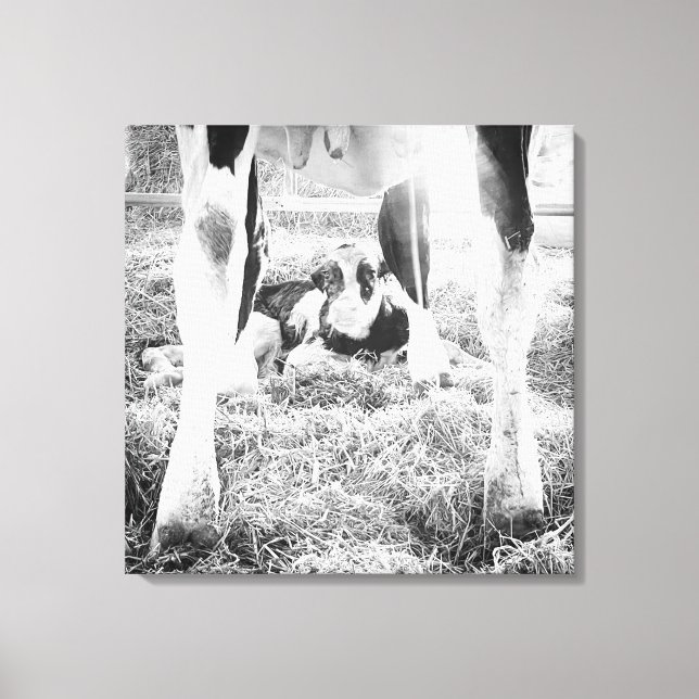 Newborn Holstein Calf Canvas Print (Front)