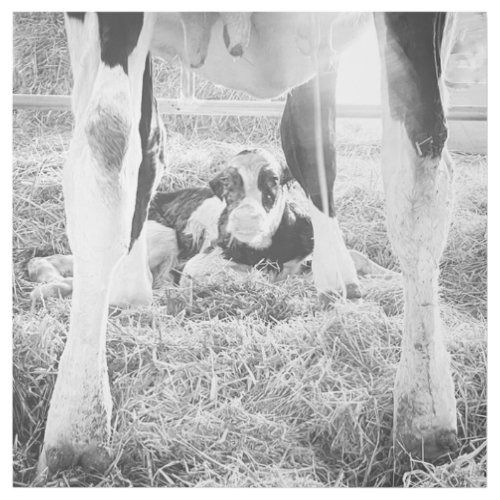 Newborn Holstein Calf Gallery Wrap