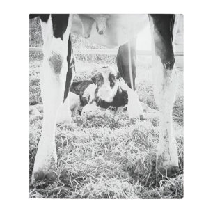 Newborn Holstein Calf Metal Print