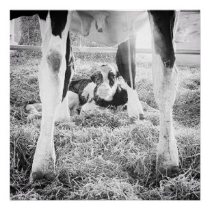 Cute Jersey Cow Baby In Field Rural Farm Pasture Animal Decor Art Poster  Room Aesthetics Posters Canvas Posters Bedroom Decoration Sports Office