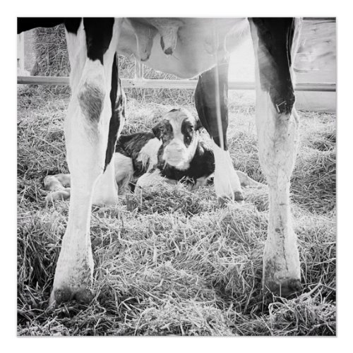 Newborn Holstein Calf Poster