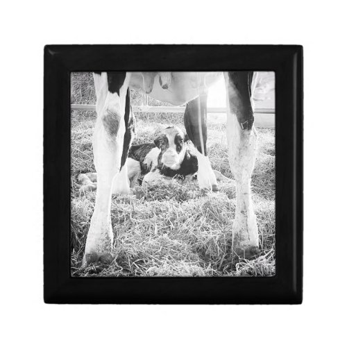 Newborn Holstein Calf under Mother Cow Gift Box