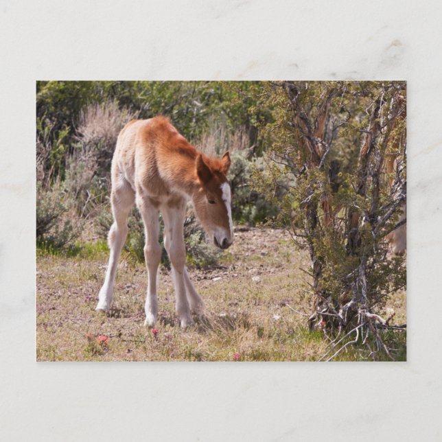 Newborn Innocence Postcard (Front)