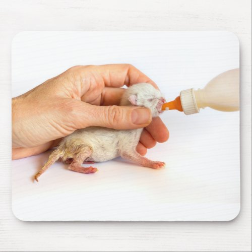 Newborn kitten is fed with milk bottleJPG Mouse Pad
