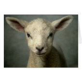 Newborn Lamb (Front Horizontal)