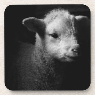 Newborn Lamb Beverage Coaster