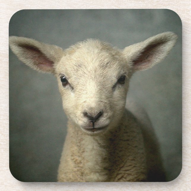 Newborn Lamb Beverage Coaster (Front)
