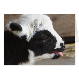 Newborn Lamb Cards